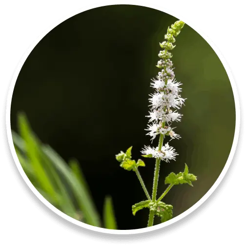 sumatra-slim-belly-tonic-ingredients-4