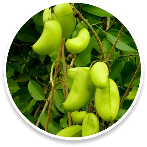 sumatra-slim-belly-tonic-ingredients-6