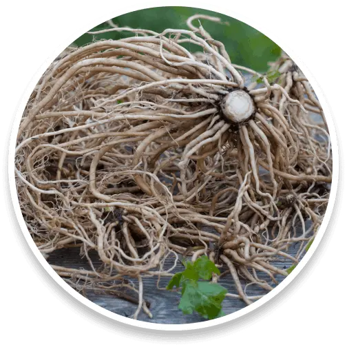 sumatra-slim-belly-tonic-ingredients-8